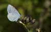 Boomblauwtje 4 (Celastrina argiolus)